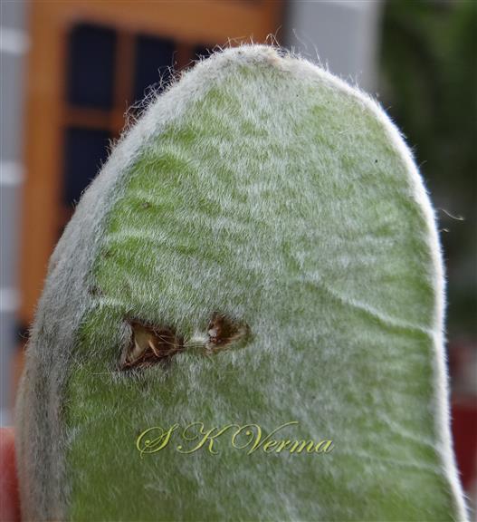   Surface of legume